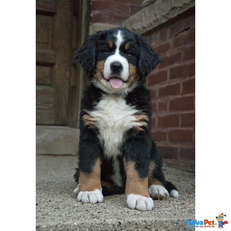 Cuccioli Bovaro del Bernese Maschio e Femmina - Foto n. 3