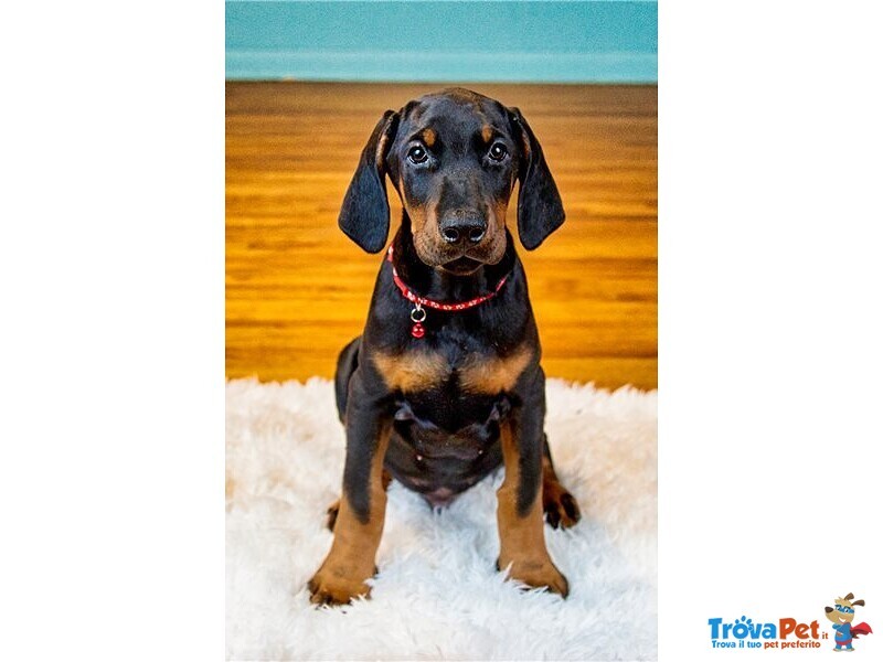 Splendidi Cuccioli di Dobermann di tre Mesi - Foto n. 1