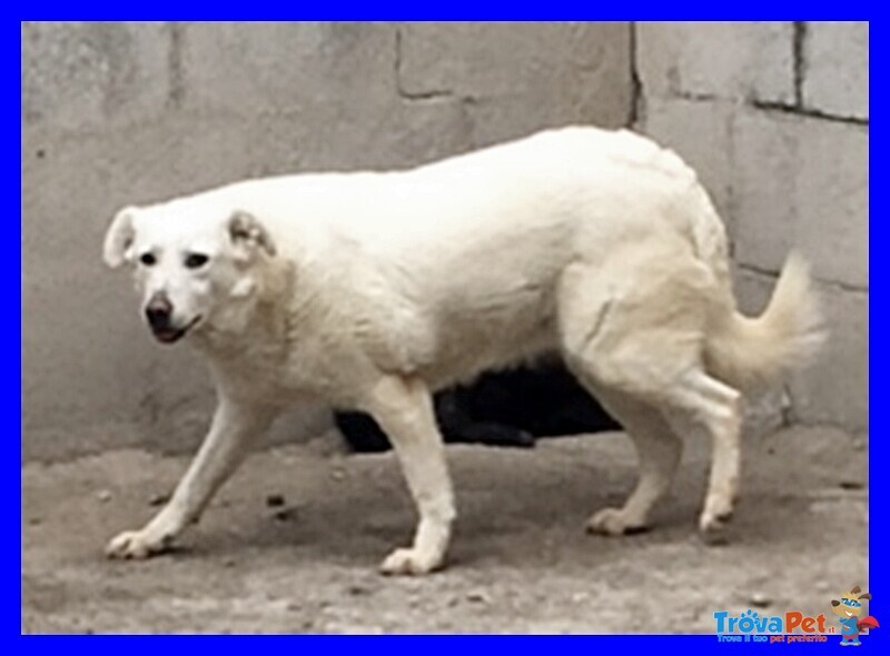 Neve mix Labrador Bella e Spaventata Merita una Famiglia - Foto n. 2