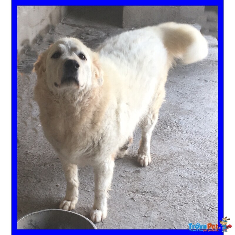 Merlin Pastore Maremmano Gigante Buono in Cerca di una Mamma - Foto n. 4