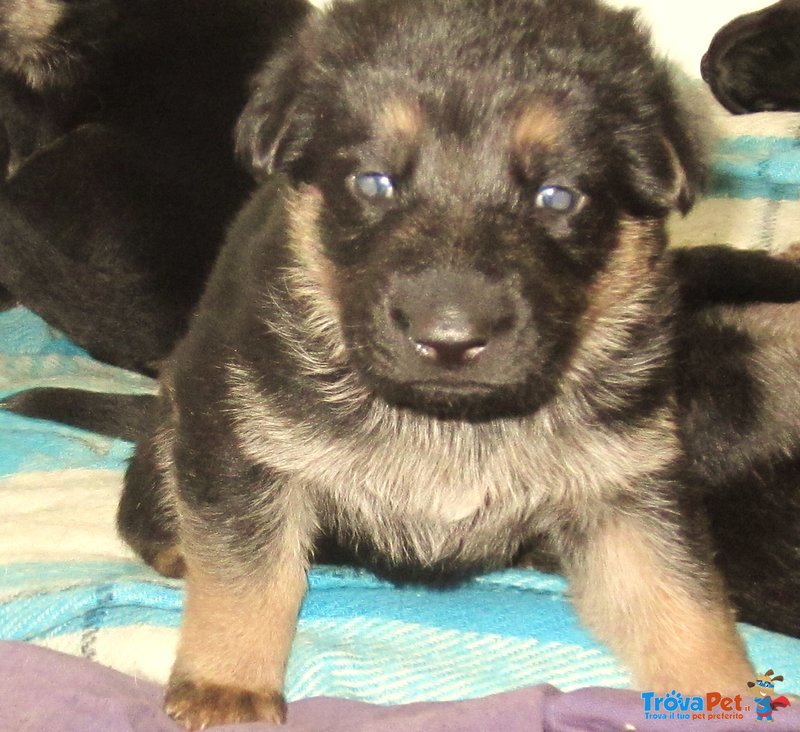 Cuccioli Pastore Tedesco - 6 Maschi e 1 Femmina - Foto n. 3