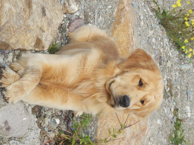 Cuccioli Golden Retriever Anglo-Americani - Foto n. 3