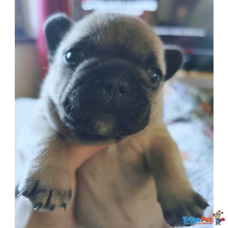 Cucciola di Bulldog Francese Femmina - Foto n. 2