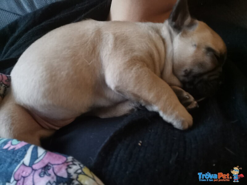 Cucciola di Bulldog Francese Femmina - Foto n. 3