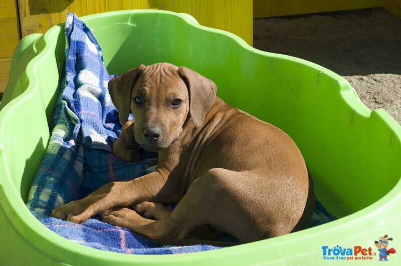 Cuccioli Rhodesian Ridgeback - Foto n. 3