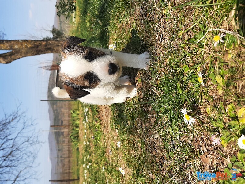 Cucciolo jack Russell - Foto n. 1