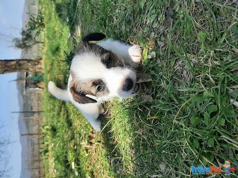 Cucciolo jack Russell - Foto n. 2