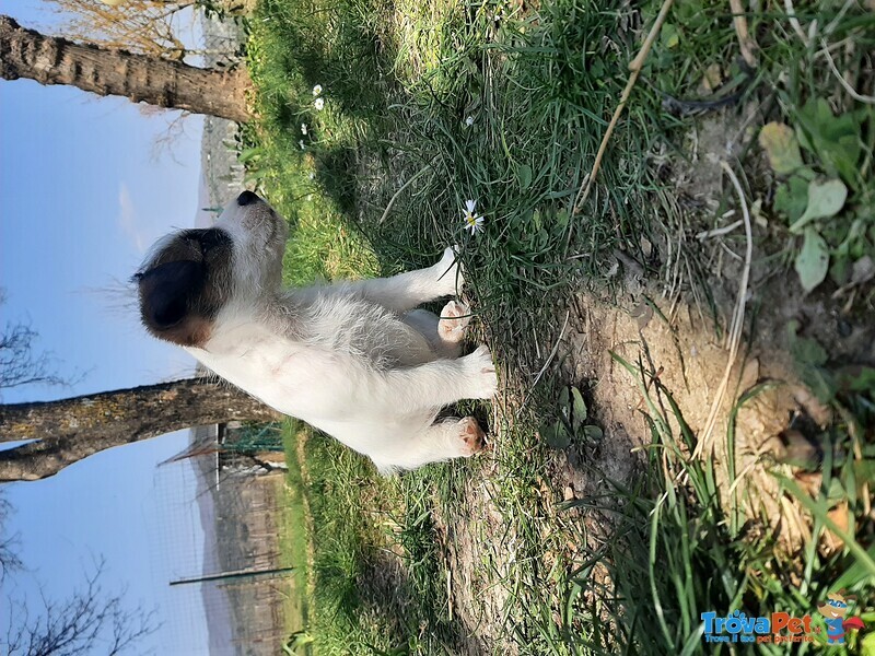 Cucciolo jack Russell - Foto n. 3