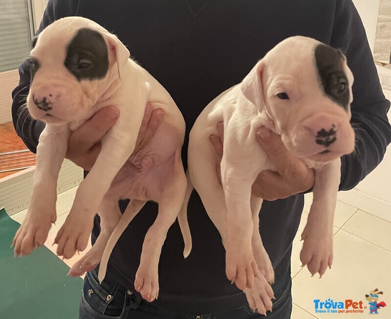 Vendo Cuccioli dogo Argentino - Foto n. 1