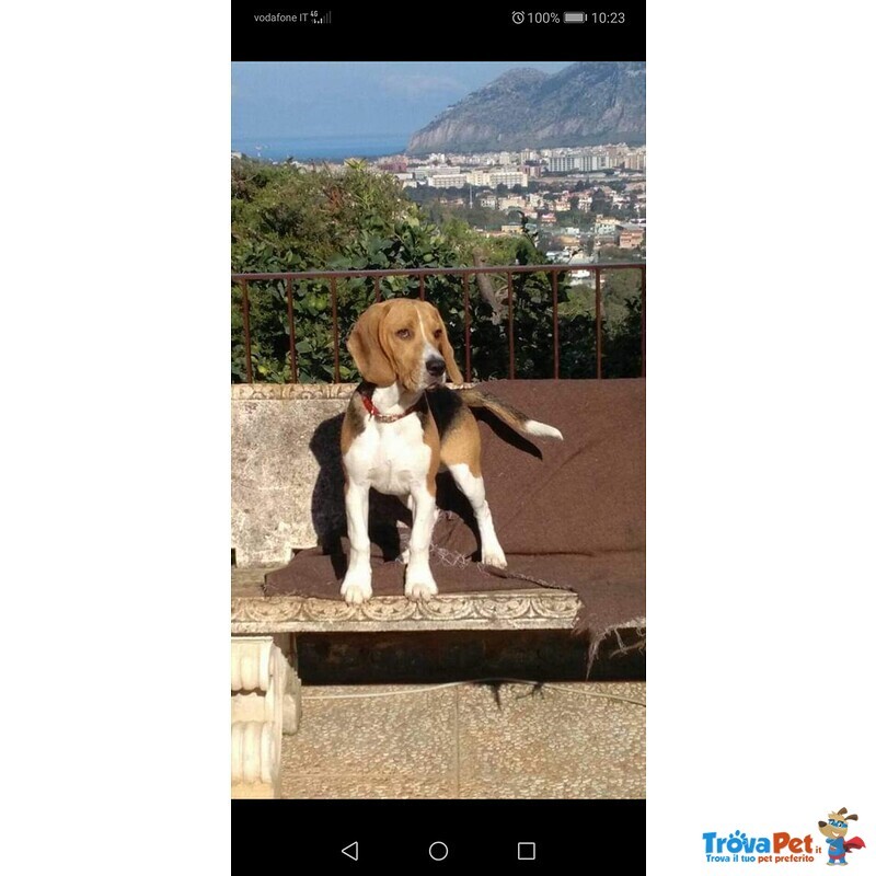 Accoppiamento Maschio Razza Beagle - Foto n. 2