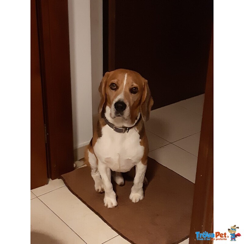 Accoppiamento Maschio Razza Beagle - Foto n. 3