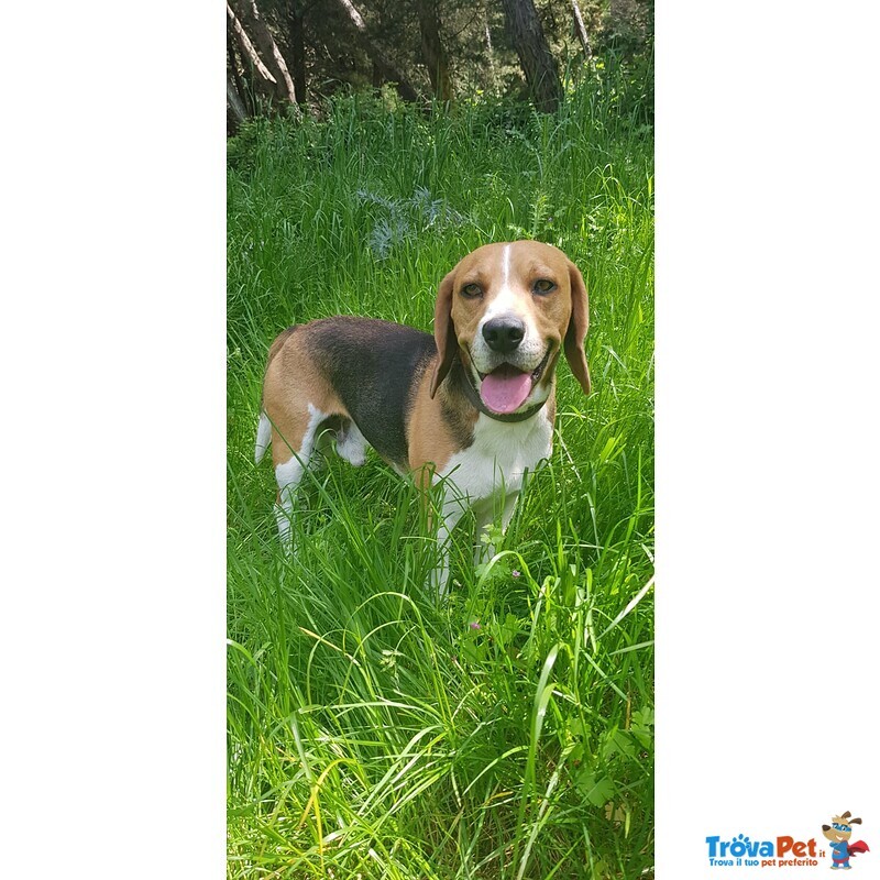 Accoppiamento Maschio Razza Beagle - Foto n. 4