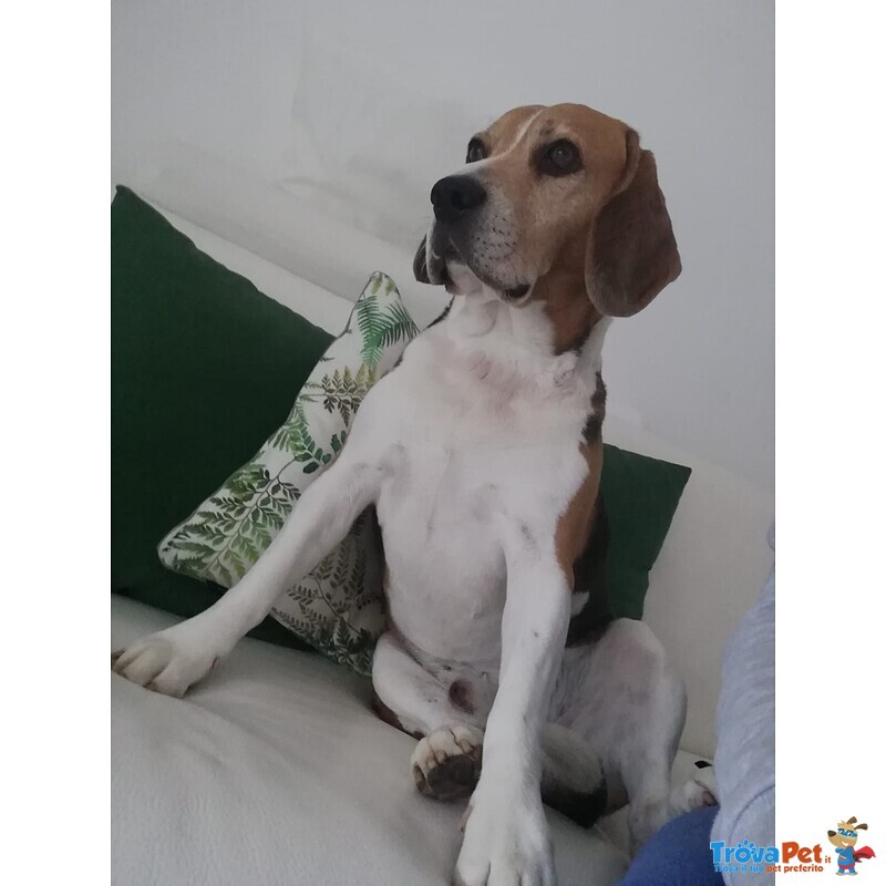 Accoppiamento Maschio Razza Beagle - Foto n. 1