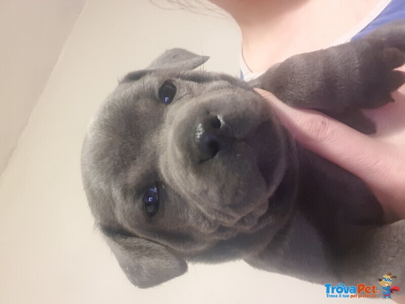 Staffordshire bull Terrier Blu - Foto n. 1