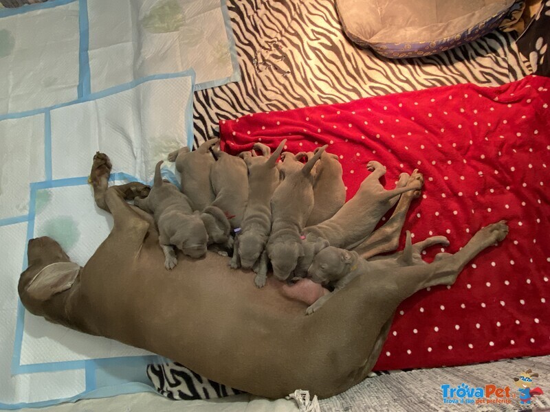 Cuccioli Weimaraner Disponibili - Foto n. 1