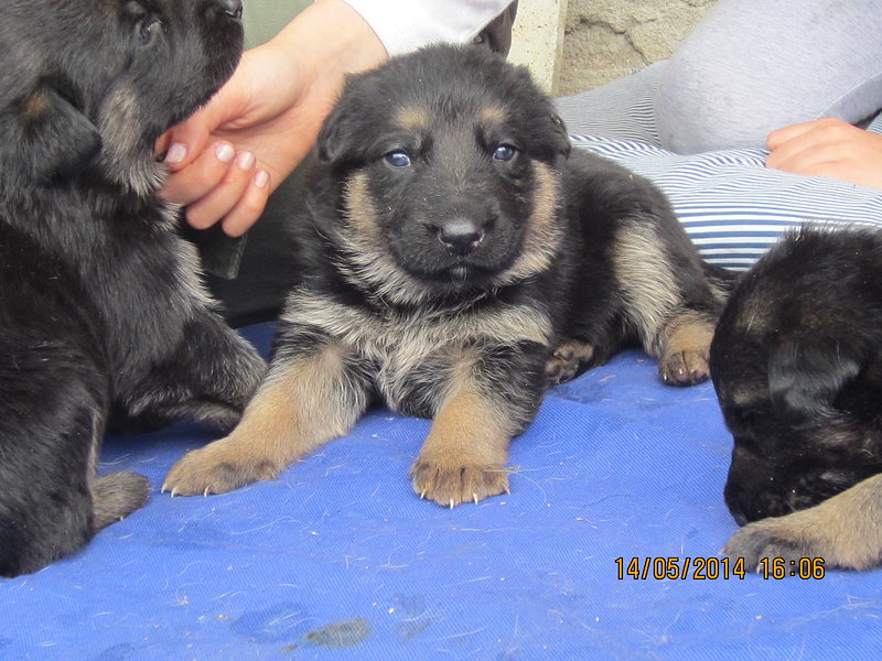 Cuccioli Pastore Tedesco - 6 Maschi e 1 Femmina - Foto n. 6