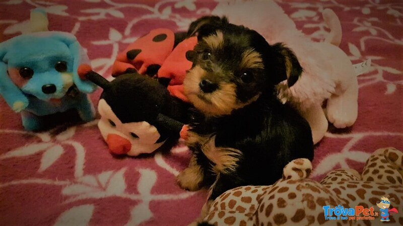 Yorkshire Terrier-Blue tan Vendita - Foto n. 1