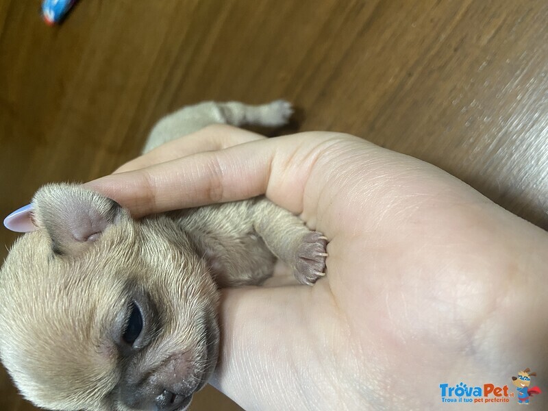 Vendo Cuccioli di Chihuahua - Foto n. 2