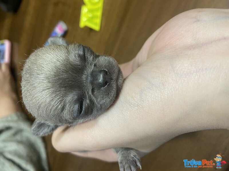 Vendo Cuccioli di Chihuahua - Foto n. 3