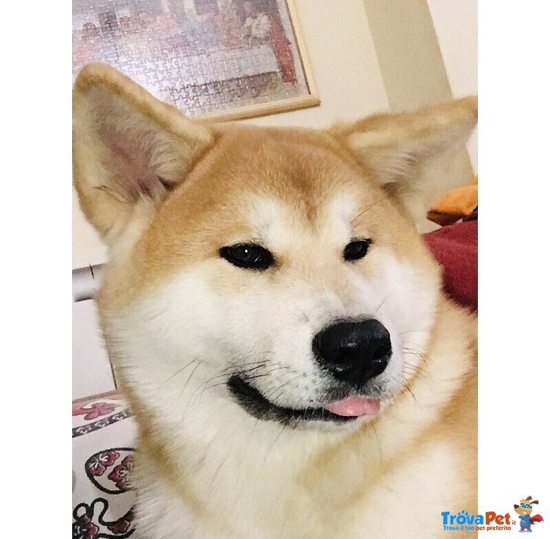 Cucciola di Akita inu con Pedigree - Foto n. 1