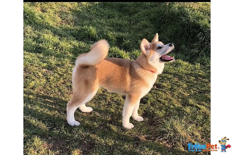 Cucciola di Akita inu con Pedigree - Foto n. 3