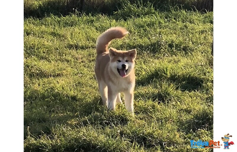 Cucciola di Akita inu con Pedigree - Foto n. 4