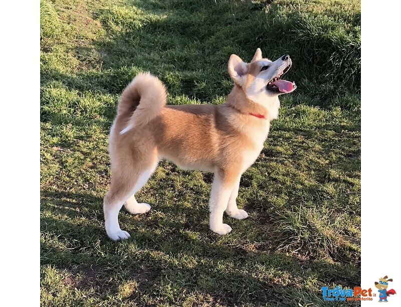 Cucciola di Akita inu con Pedigree - Foto n. 5