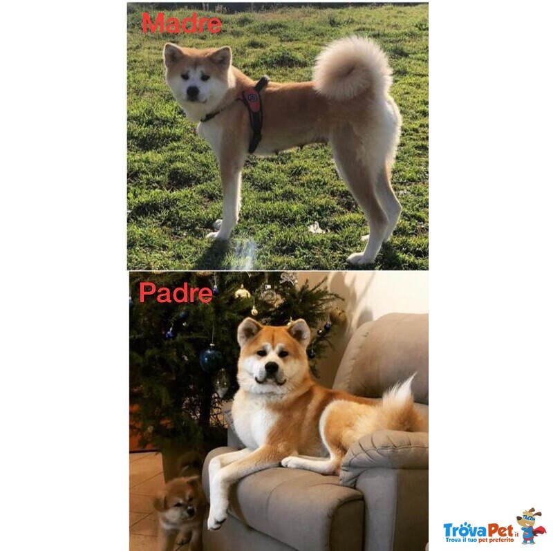 Cucciola di Akita inu con Pedigree - Foto n. 6