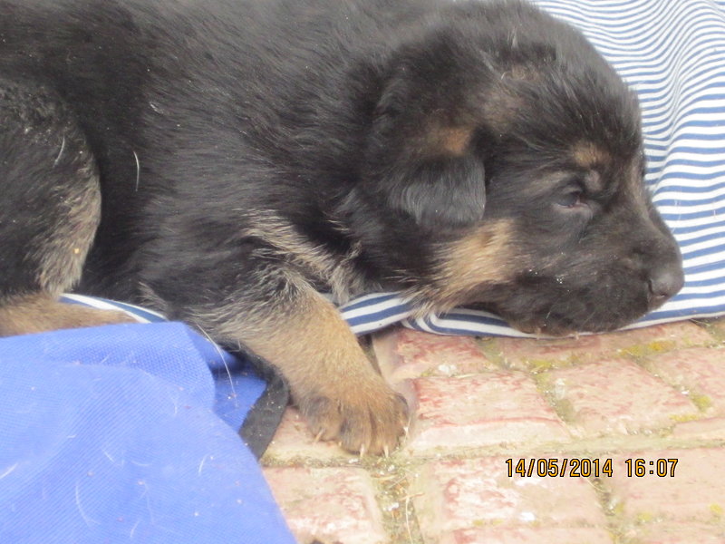 Cuccioli Pastore Tedesco - 6 Maschi e 1 Femmina - Foto n. 7