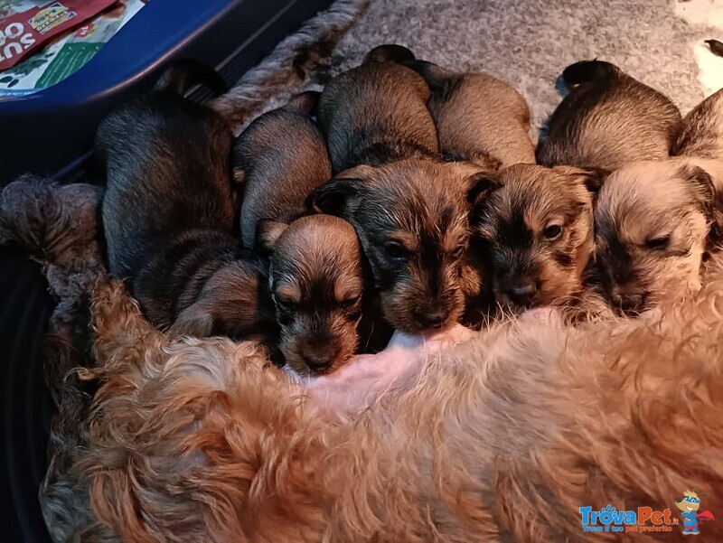 Cuccioli Bassotto Tedesco a pelo duro Taglia nana /kaninchen - Foto n. 1