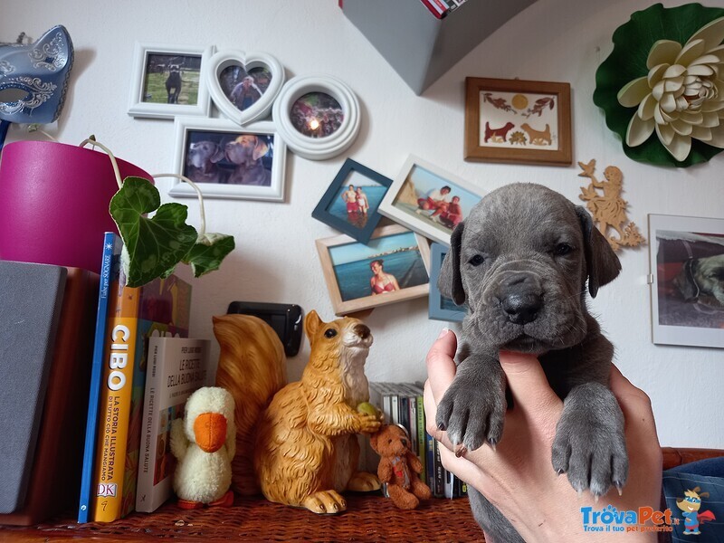 Cuccioli di Alano Blu - Foto n. 2