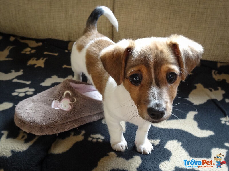 Cuccioli jack Russell Maschio e Femmina - Foto n. 2