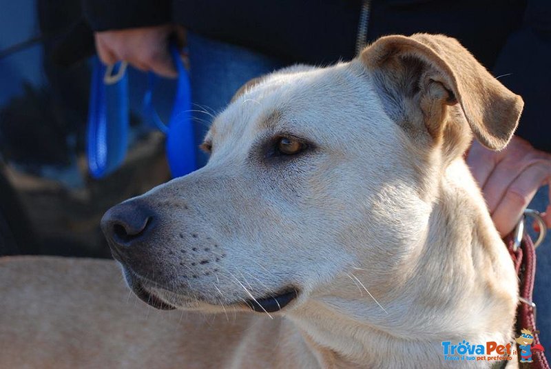 Leo, Stupendo Simil-Labrador Cerca Casa! - Foto n. 3