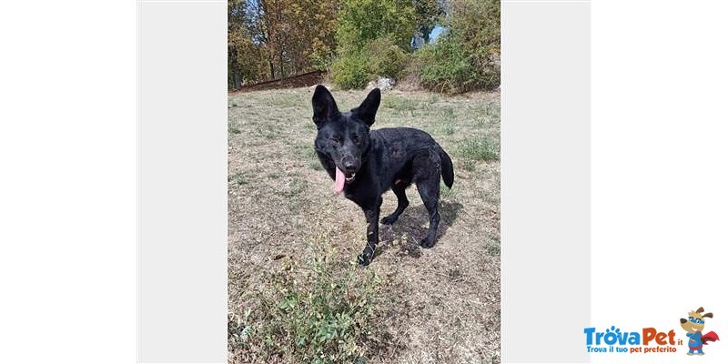 Tripode nero 2anni Salvato dal Trasferimento Canile Lager..aspetta casa Genova - Foto n. 1