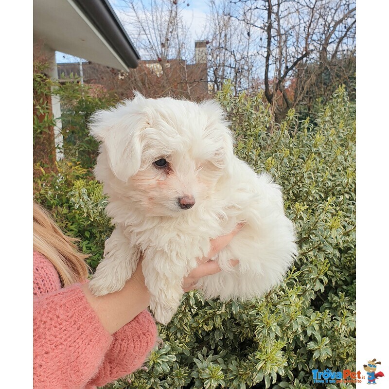 Maltese Femmina Cucciolo - Foto n. 2