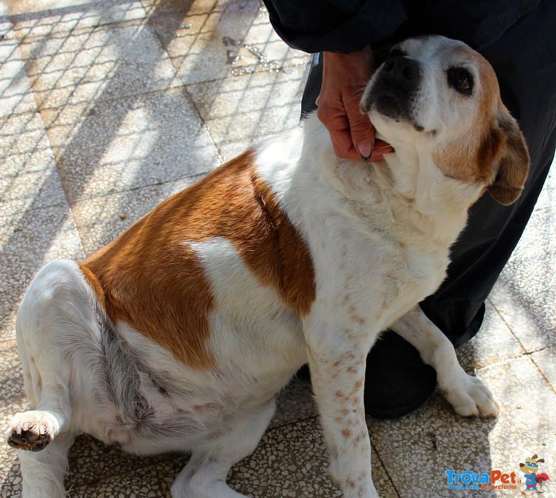 Gaia, Dolcissima Beagle...non più Giovane ma Spera Ancora in Un'adozione.. in adozione a Napoli (NA)