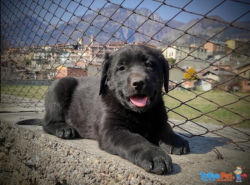 Splendidi Cucciolo Borador da Labrador e Border Collie! - Foto n. 5