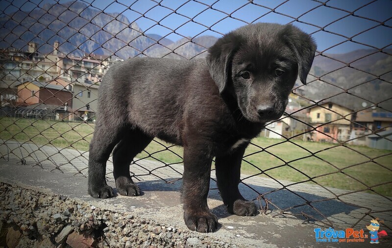 Splendidi Cucciolo Borador da Labrador e Border Collie! - Foto n. 6