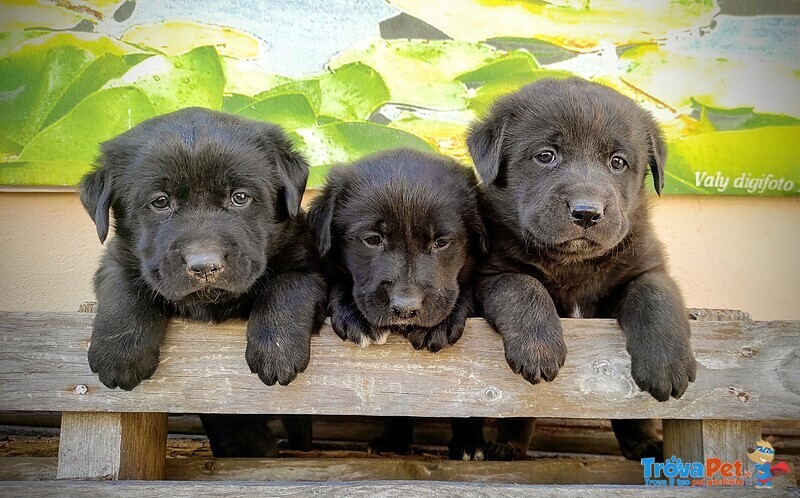 Splendidi Cucciolo Borador da Labrador e Border Collie! - Foto n. 1