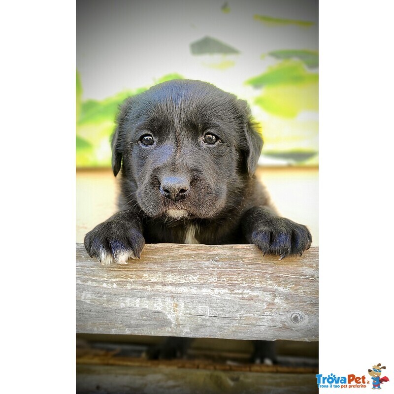 Splendidi Cucciolo Borador da Labrador e Border Collie! - Foto n. 7