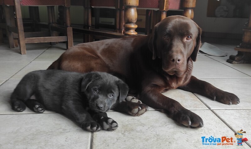 Splendidi Cucciolo Borador da Labrador e Border Collie! - Foto n. 9