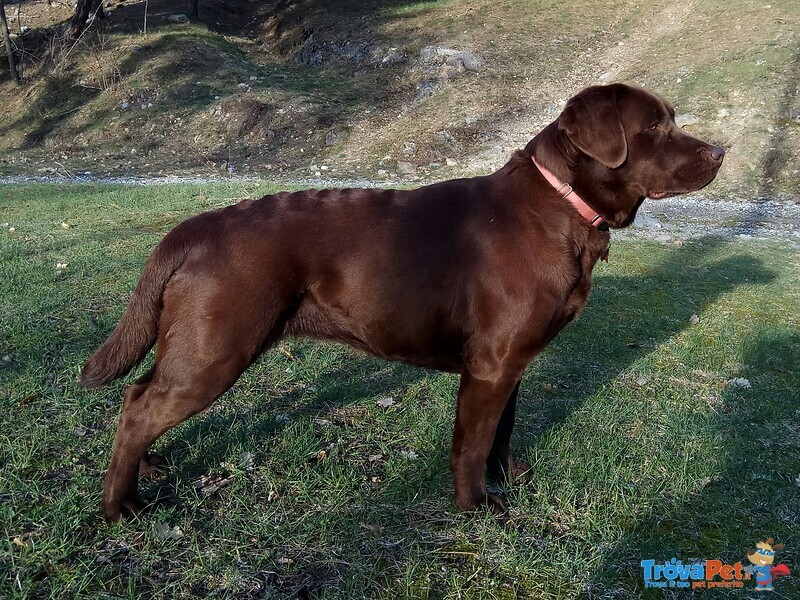 Splendidi Cucciolo Borador da Labrador e Border Collie! - Foto n. 10