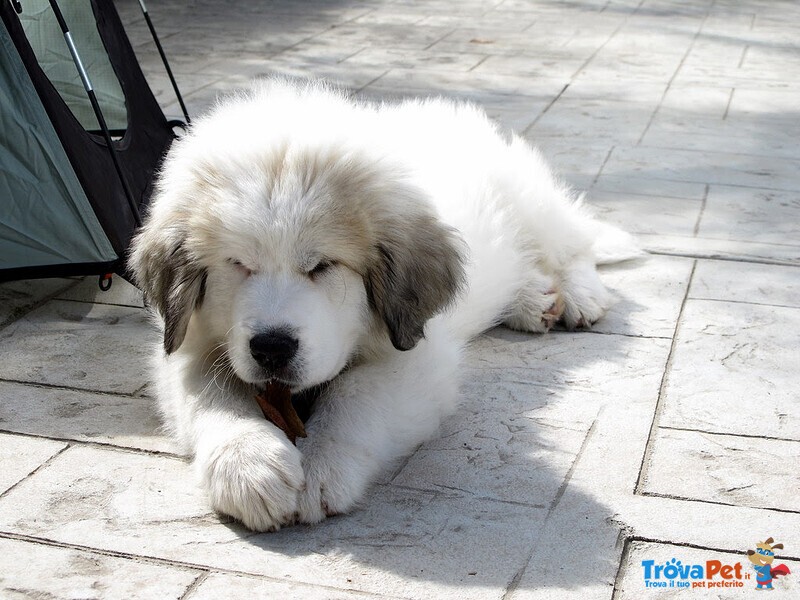 Cuccioli di cane da Montagna dei Pirenei - Foto n. 1