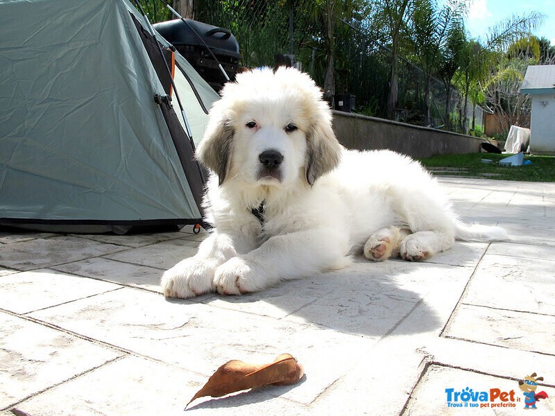 Cuccioli di cane da Montagna dei Pirenei - Foto n. 3