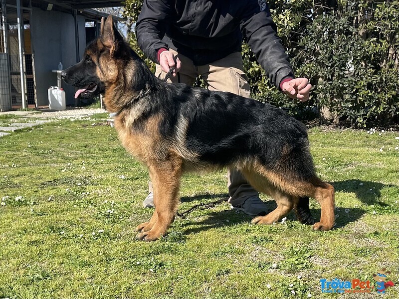 Bellissimo Cucciolo di Pastore Tedesco di Altissima Genealogia - Foto n. 1