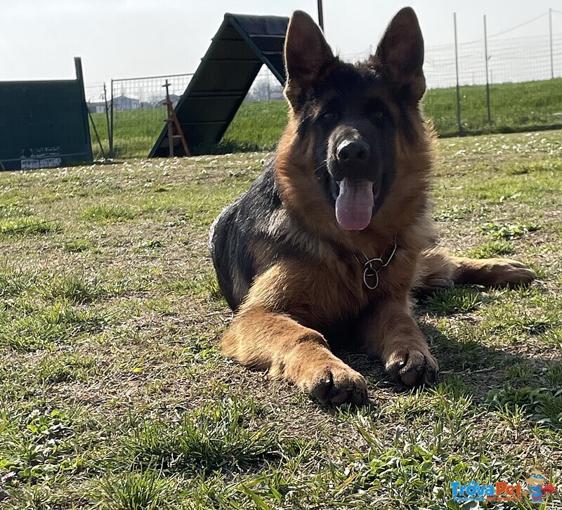 Bellissimo Cucciolo di Pastore Tedesco di Altissima Genealogia - Foto n. 2