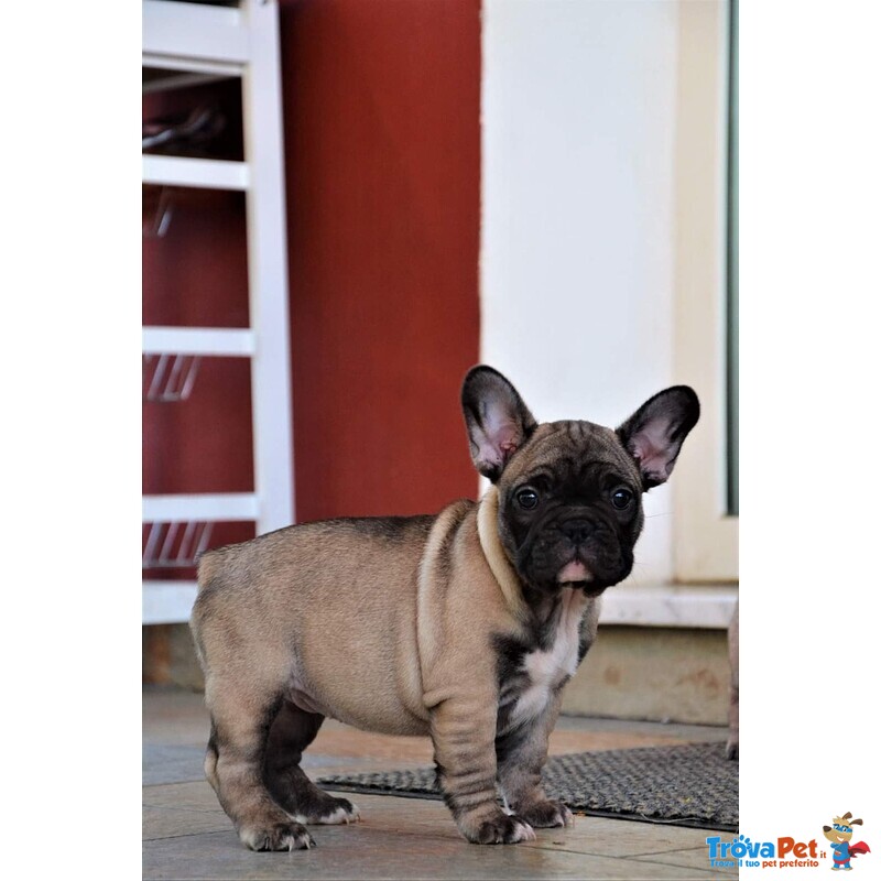 Cucciolo Bulldog Francese - Foto n. 1