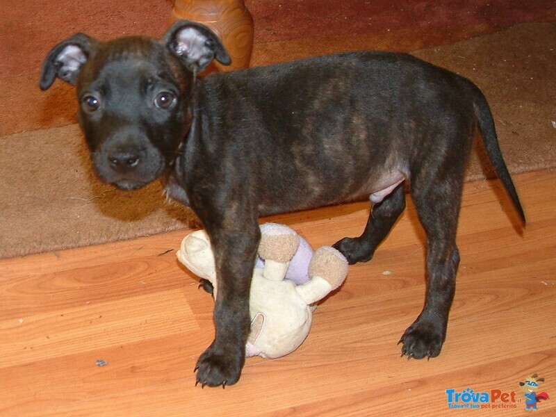 Cuccioli di American Staffordshire Terrier - Foto n. 2