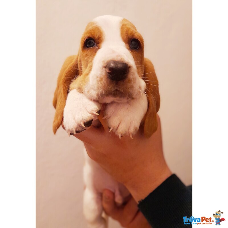 Cucciolo di Bassethound - Foto n. 1