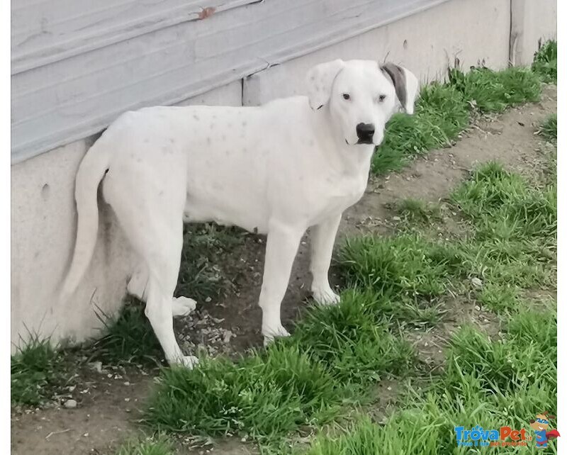 Dogo/pitt 1anno Abbandonata mesi fa Aspetta con Peranza Caserta - Foto n. 2